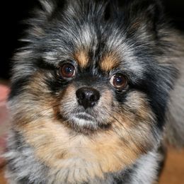 Stormy - Pomeranian