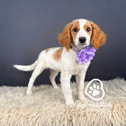 Venus - Parti female Goldendoodle puppy in Utah County, Utah from Big Hearted Breeders