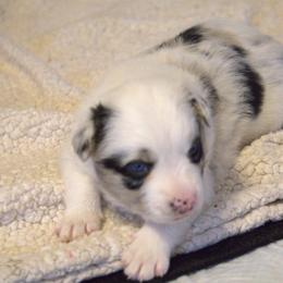 Border Collie Puppies from Murphys Farm