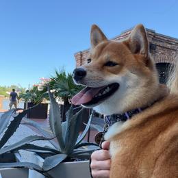 Lily - Red female Shiba Inu puppy in Hephzibah, Georgia from Evenfalls Shiba Inu
