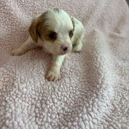 Sally - Blenheim female Cavapoo puppy in Albuquerque, New Mexico from Enchantment Cavapoo & Pugapoo Puppies