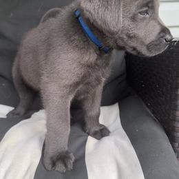 Bodie- Blue - Charcoal male Dilute Retriever puppy in Marion, Illinois from Summer Lovin’ Labradors of Southern Illinois