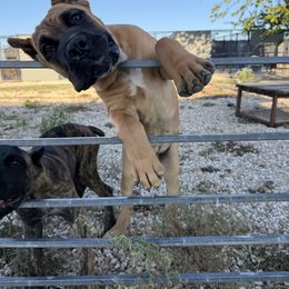 Rambo - Fawn male Cane Corso puppy in Florence, Texas from Wilco Cane Corso