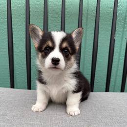 Venus - White and black female Pembroke Welsh Corgi puppy in Riverside, California from Chases Dream Kennel