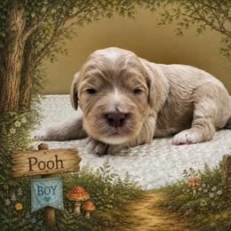 Pooh - Apricot male Goldendoodle puppy in Hendersonville, North Carolina from Kim's Cove