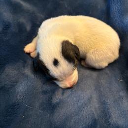 Male 1 - Tri-color male Jack Russell Terrier puppy in Centerville, Pennsylvania from Rose Haven Farm