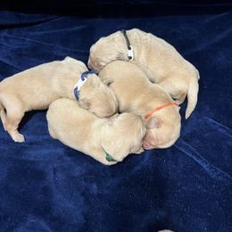 Boy 2 - Golden male Golden Retriever puppy in Meriden, Kansas from Sunkissed Retrievers