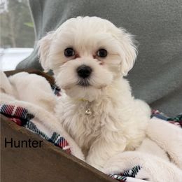 Hunter - White male Coton de Tulear puppy in Ludington, Michigan from Cotten's Sunset Kennels