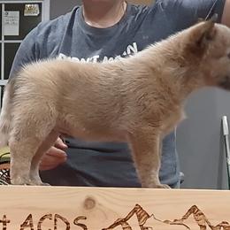 Legolas - Red speckled Australian Cattle Dog puppy in Mena, Arkansas from Red Desert Australian Cattle Dogs