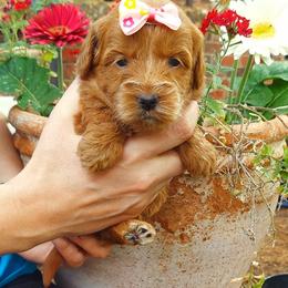 Light Pink - Apricot female Goldendoodle puppy in Little Rock, Arkansas from Adorable Mini Doodles LLC