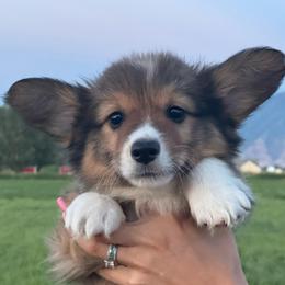ET - Sable male Pembroke Welsh Corgi puppy in Benjamin, Utah from Nuna’s  Corgis
