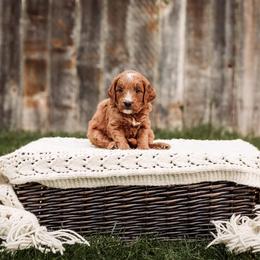 Goldendoodle Puppies from 307 Doodles