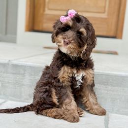Australian Labradoodle Puppies from West Haven Australian Labradoodles