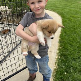Australian Shepherd and Pembroke Welsh Corgi Puppies from Morehead Family Dogs