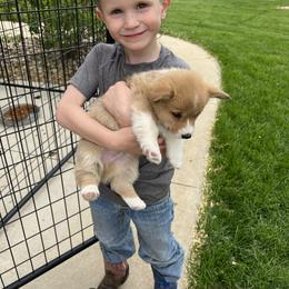 Australian Shepherd and Pembroke Welsh Corgi Puppies from Morehead Family Dogs