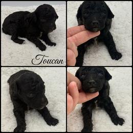Toucan - Black male Poodle puppy in Wheatland, California from Sapphire Ridge Poodles