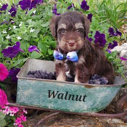 Walnut - Miniature Schnauzer puppy in Vernal, Utah from High Uinta Schnauzers