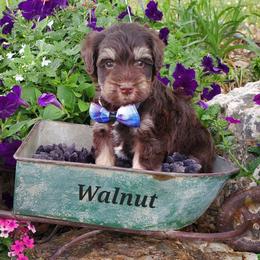 Walnut - Miniature Schnauzer puppy in Vernal, Utah from High Uinta Schnauzers
