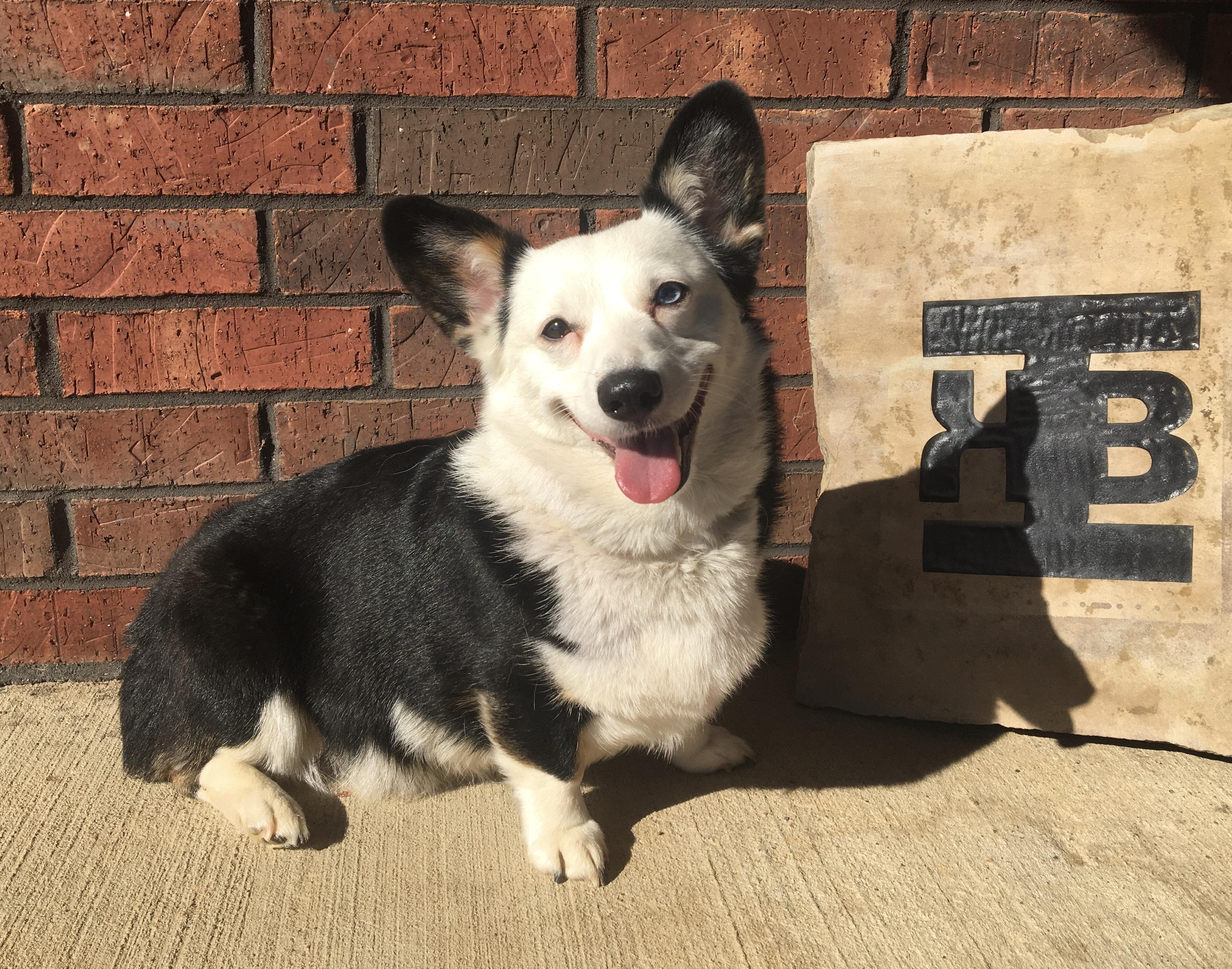 Kow Patty (KP) - Pembroke Welsh Corgi