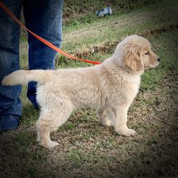 Golden Retriever Puppies from GameChanger Golden Retrievers