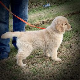 Golden Retriever Puppies from GameChanger Golden Retrievers