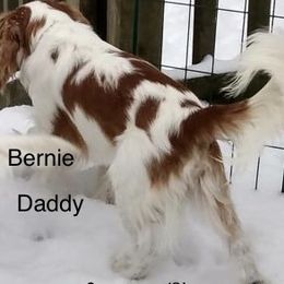Bernie - Cavalier King Charles Spaniel