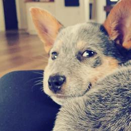 Australian Cattle Dogs from Pointless Acres