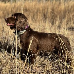 Molly - English Cocker Spaniel