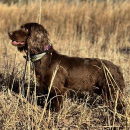 Molly - English Cocker Spaniel