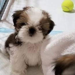 Shih Tzu Puppies from Devalon Shih Tzu Palm Beach