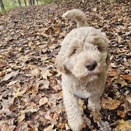 Obi Wan - Cafe male Labradoodle puppy in Lansing, North Carolina from Murphy Manor Mountain Doodles