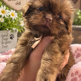 Michelle pink - Chocolate female Shih Tzu puppy in Augusta, Maine from Zulas Shih Tzu of Maine