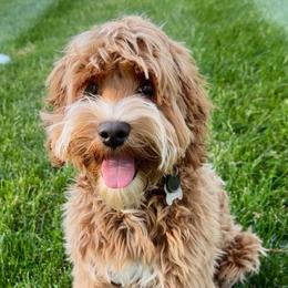 Spencer - Australian Labradoodle