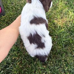 Brittany Puppies from Double K Brittanys