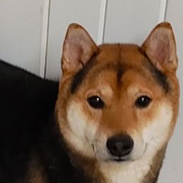 Dalton - Shiba Inu