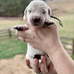 Mr. Grey - Light golden male Golden Retriever puppy in Jasper, Tennessee from Suncoast Goldens