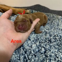 Ares - Dark golden male Golden Retriever puppy in Jacksonville, Florida from River City Goldens