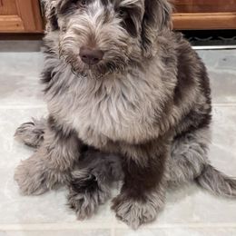 Goldendoodle Puppies from Little Bear Doodles