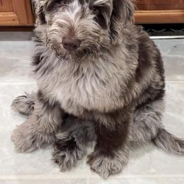 Goldendoodle Puppies from Little Bear Doodles