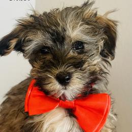 Maltipoo puppies from Bellamy Maltipoos