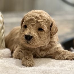 Australian Labradoodle Puppies from Tiny Treasures Australian Labradoodles
