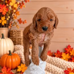 Autumn - Purple Collar - Red  female Goldendoodle puppy in Billings, Montana from Montana Raised Doodles