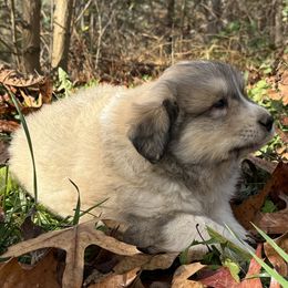 Puppy ID 1018257 - White and tan male Great Pyrenees puppy in Leicester, North Carolina from Randall Glen Pyrenees
