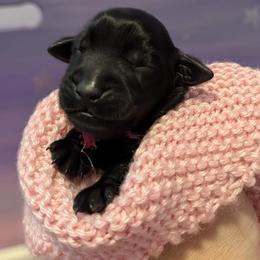 Aurora - Black female Flat-Coated Retriever puppy in Newport, Virginia from Maywood Retrievers