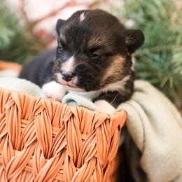 Vale - Black and tan male Pembroke Welsh Corgi puppy in Plains, Montana from Diamond Corgis