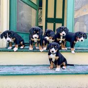 Entlebucher Mountain Dog Puppies from Dyberry Creek Farm