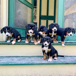Entlebucher Mountain Dog Puppies from Dyberry Creek Farm
