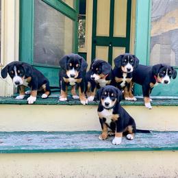 Entlebucher Mountain Dog Puppies from Dyberry Creek Farm