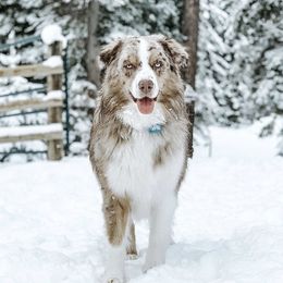 Copper - Australian Shepherd