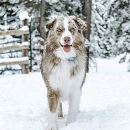 Copper - Australian Shepherd
